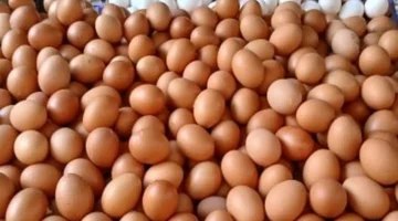 ارتفاع أسعار البيض في كفر الشيخ يصل إلى 4 جنيهات بين المزارع والأسواق